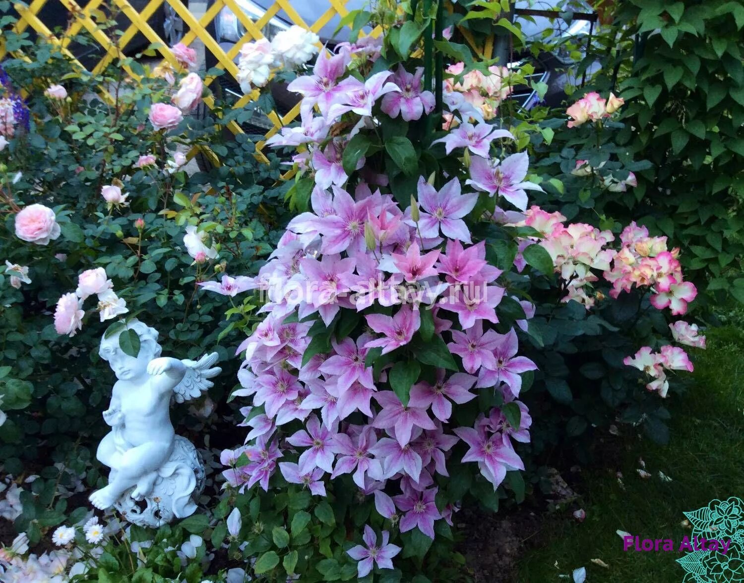 Клематис фэнтези фото klematis-pink-fantasy-1 Flora Altay