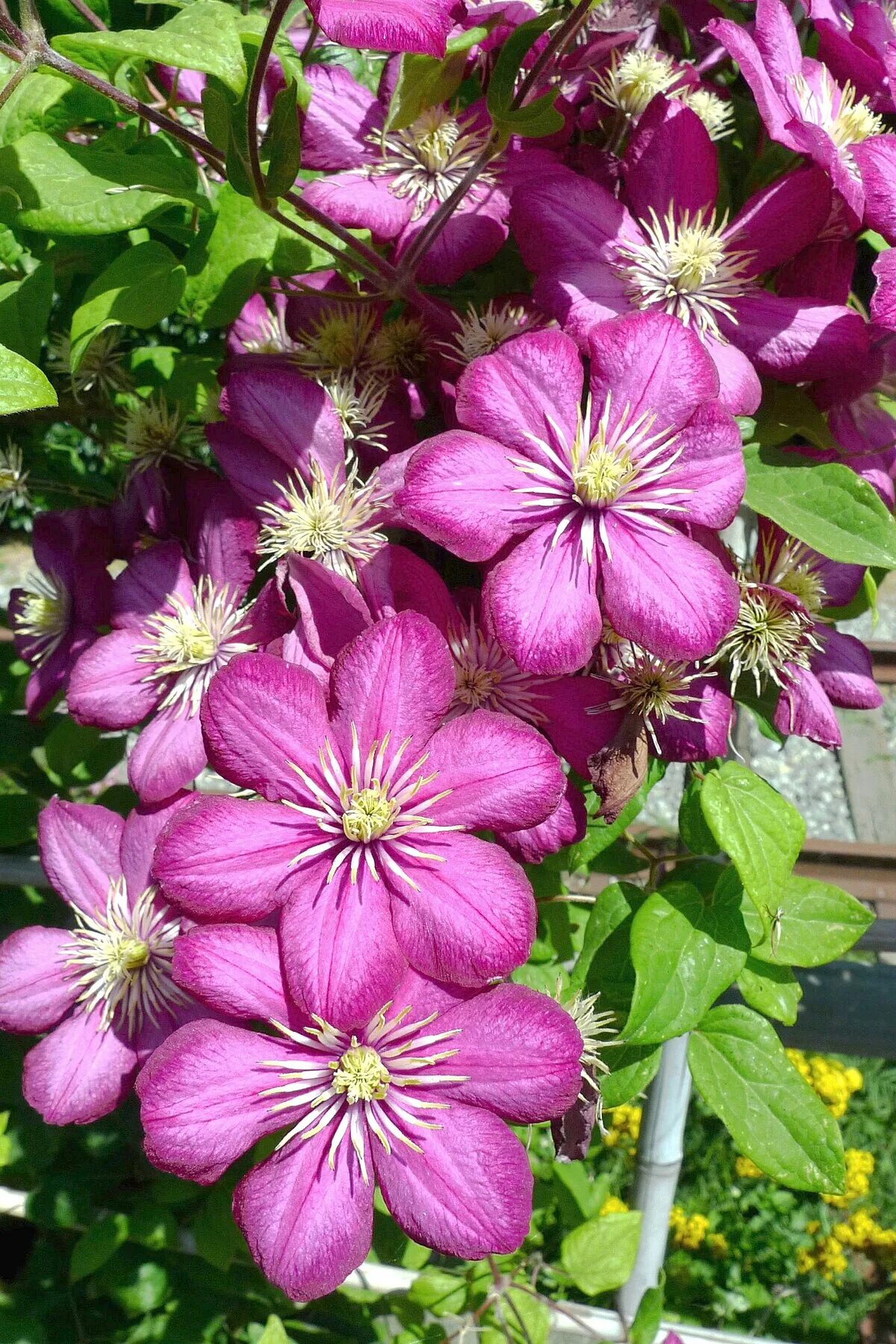 Клематис фэнтези фото File:Pink clematis (6043946957).jpg - Wikimedia Commons