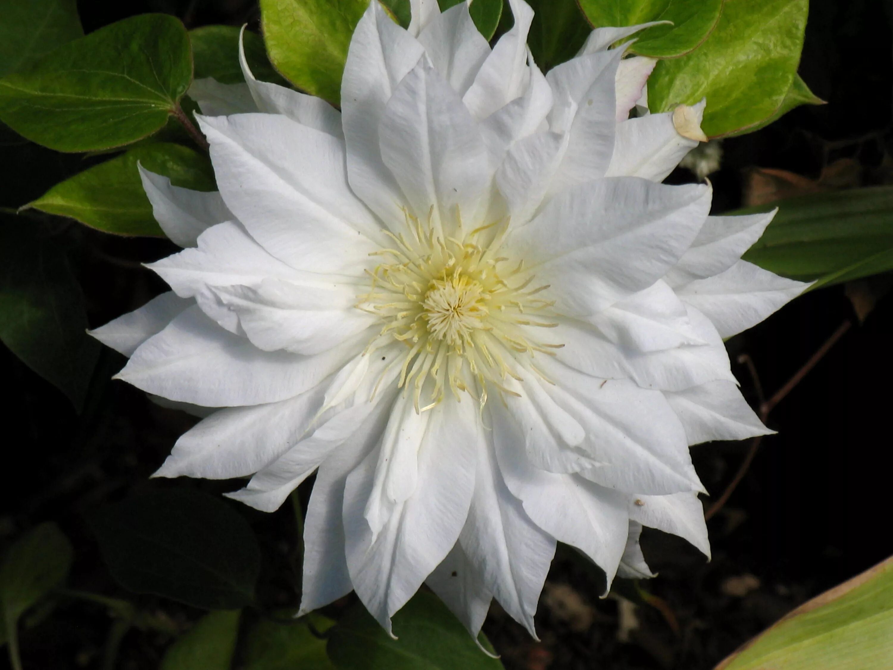 Клематис ферст лав фото Image: White double clematis Clematis, Garden trees, Flower garden