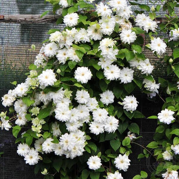 Клематис ферст лав фото и описание сорта Клематис Мария Склодовская-Кюри (Clematis Maria Sklodowska Curie) купить в Москв