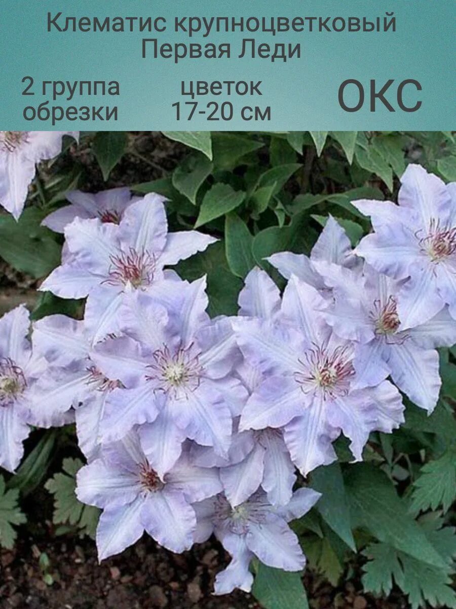 Клематис ферст лав фото и описание сорта Клематис крупноцветковый Первая Леди (ОКС) iKodolovGarden 214439057 купить в инт