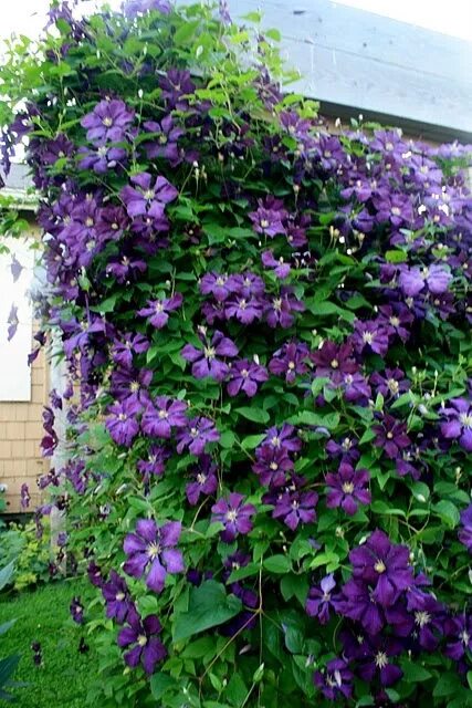 Клематис фиолетовый фото Aiken House & Gardens Clematis, August garden, Plants