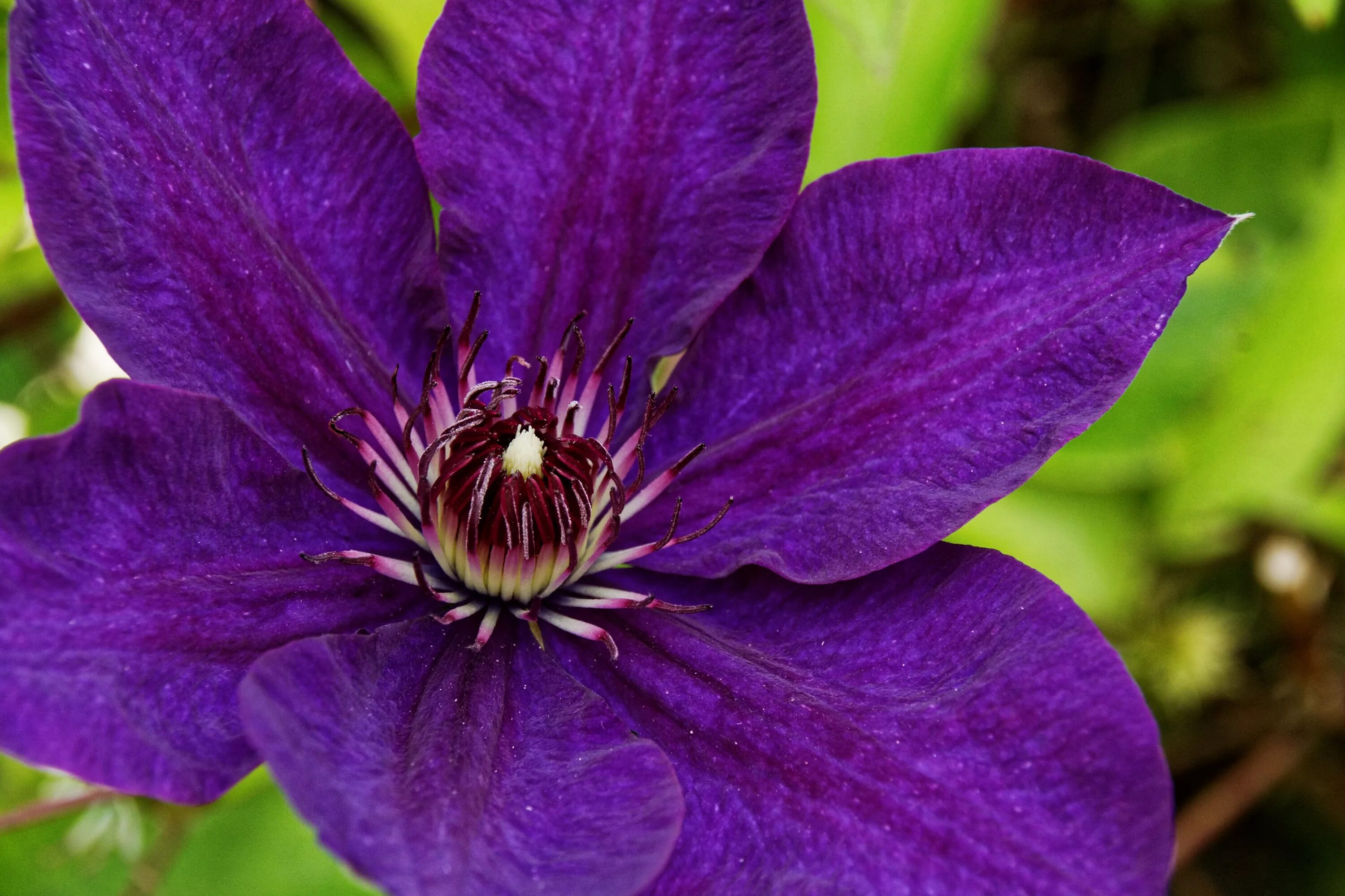 Клематис фиолетовый фото Free Images : blossom, flower, purple, petal, bloom, botany, flora, fauna, wildf