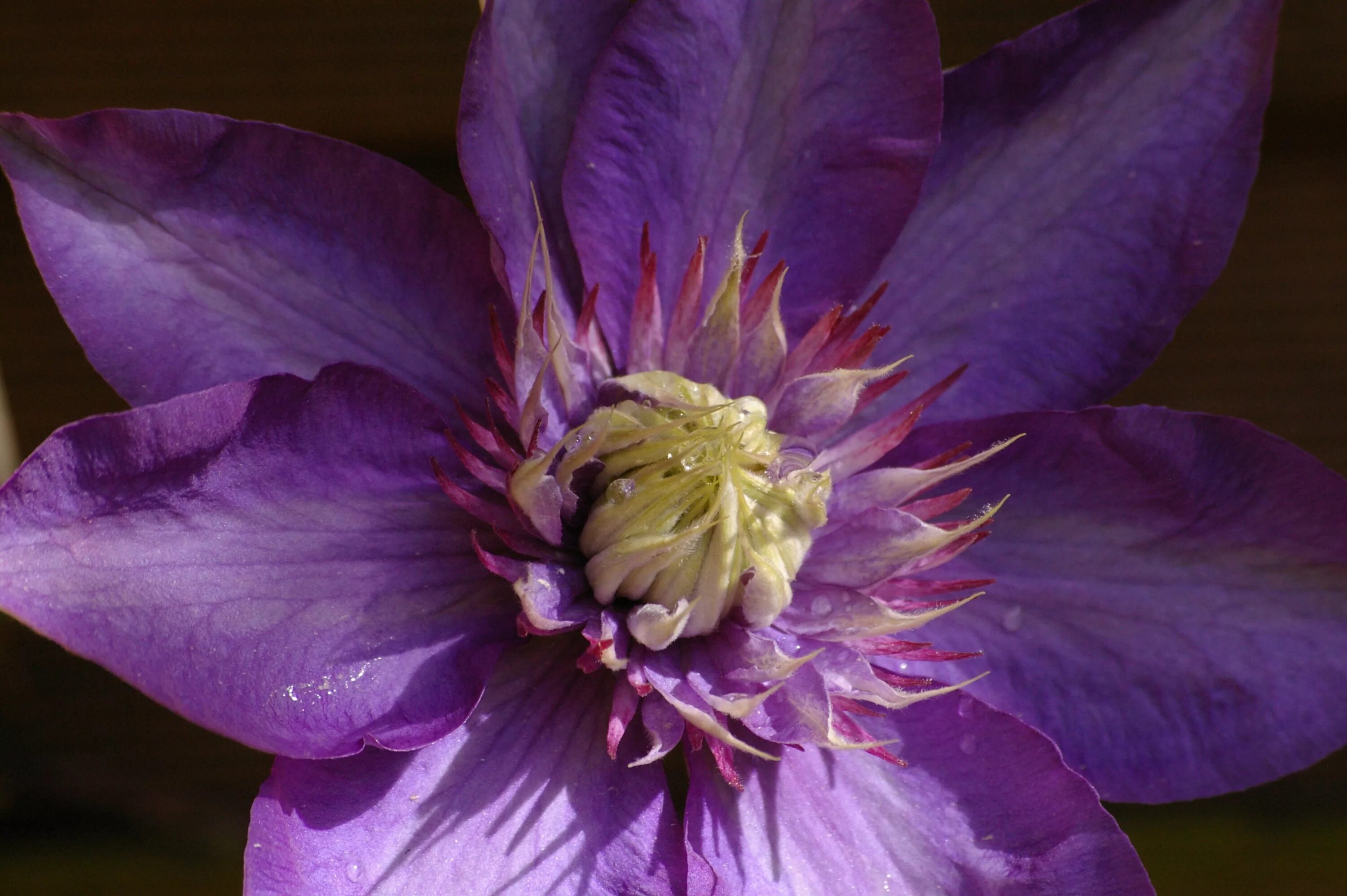 Клематис фиолетовый фото Free Images : nature, blossom, petal, bloom, botany, climber, garden, flora, clo