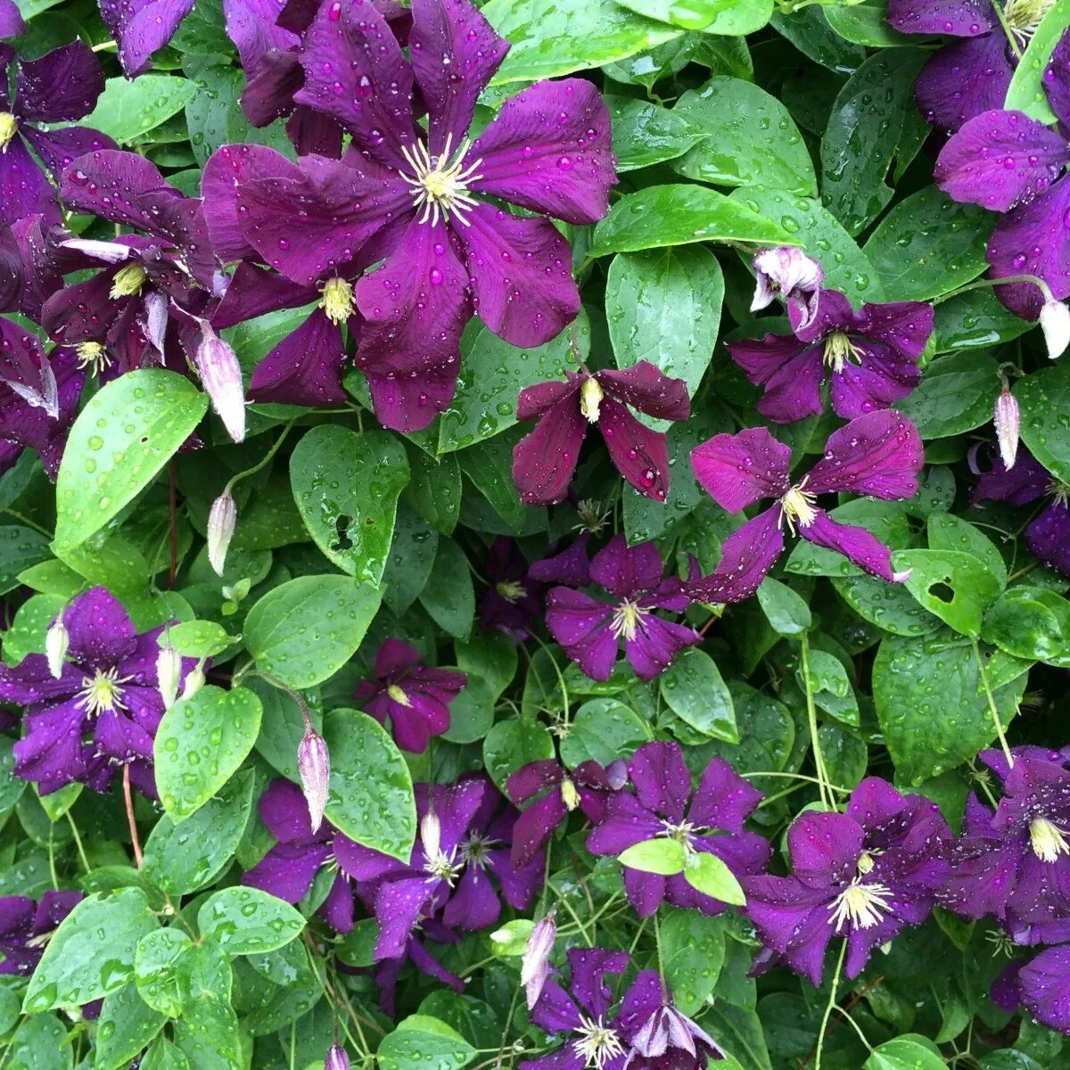 Клематис фиолетовый фото Free Images : flower, petal, bloom, summer, botany, climber, purple flowers, gar