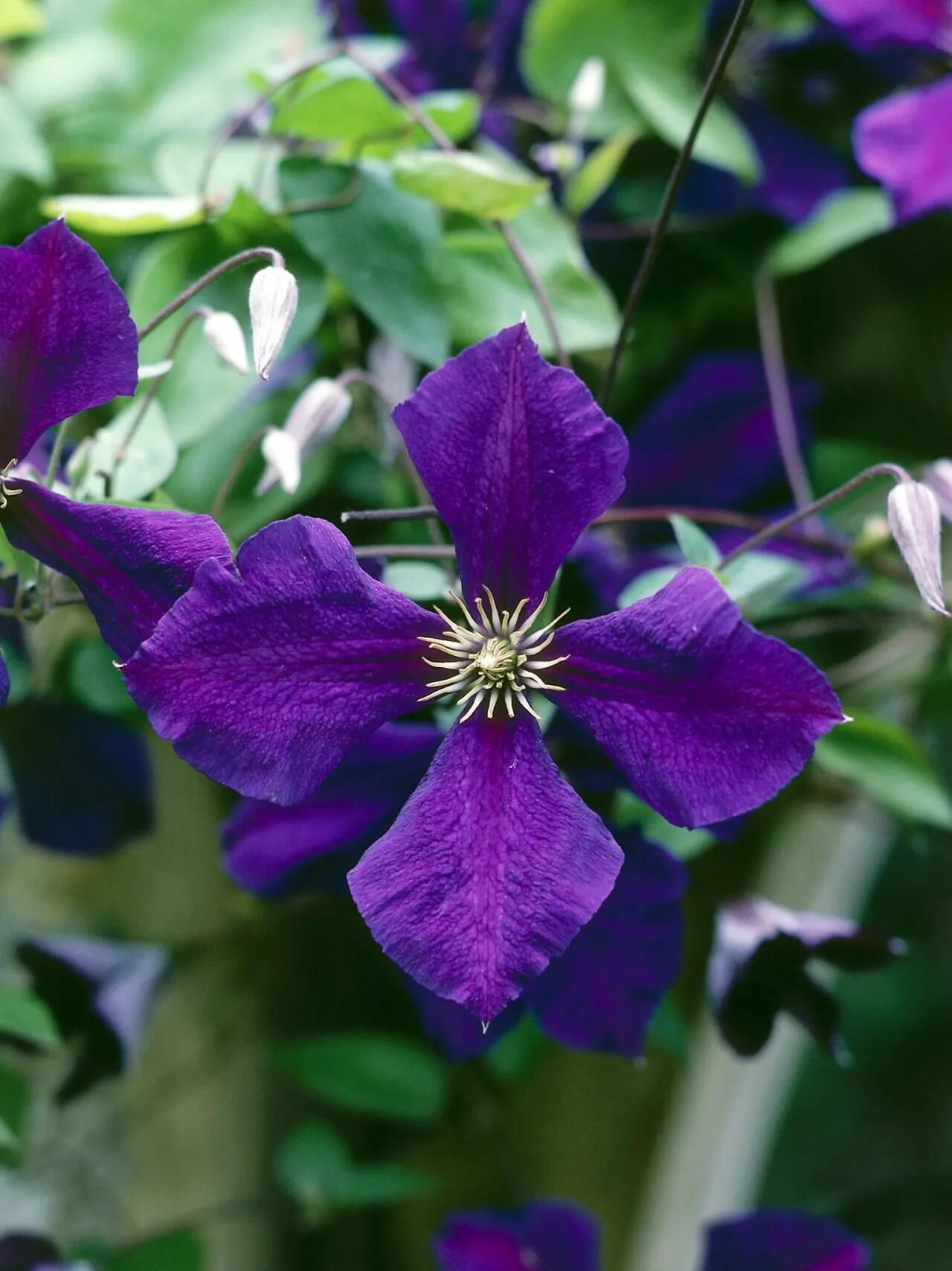 Клематис фиолетовый фото How to Cultivate Clematis clematis Clematis jackmanii, Clematis plants, Climbing