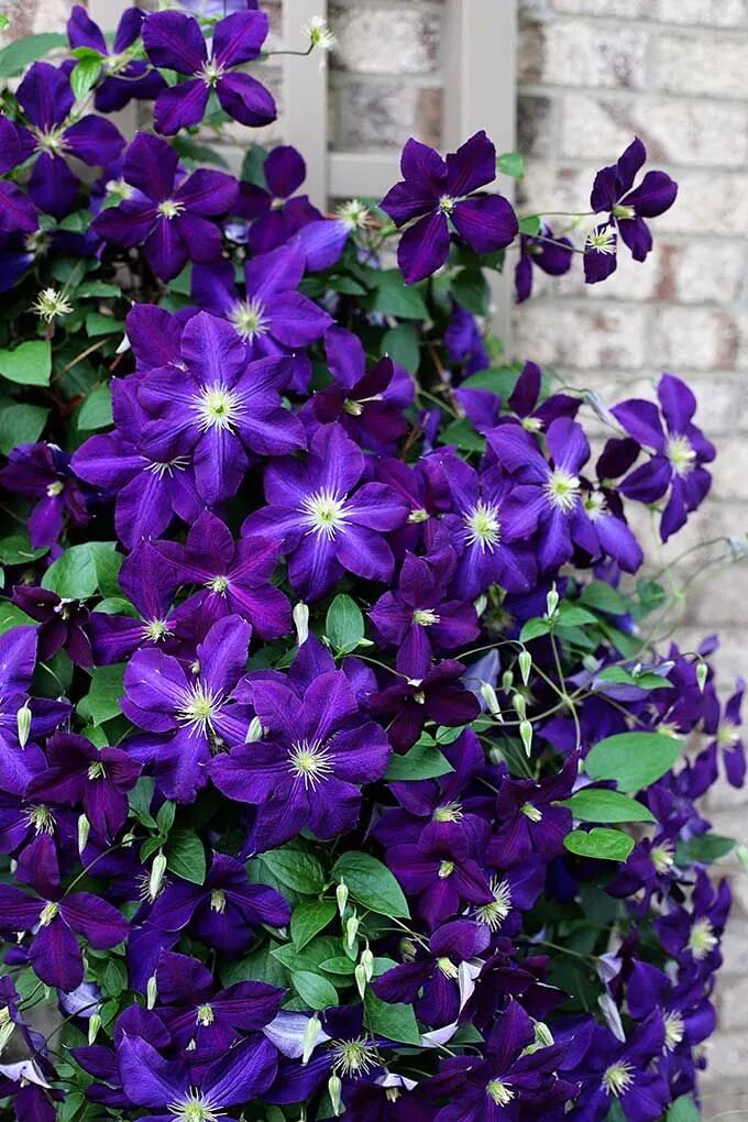 Клематис фиолетовый фото 5 Simple Tips For Growing Clematis Vines Clematis plants, Clematis, Clematis vin