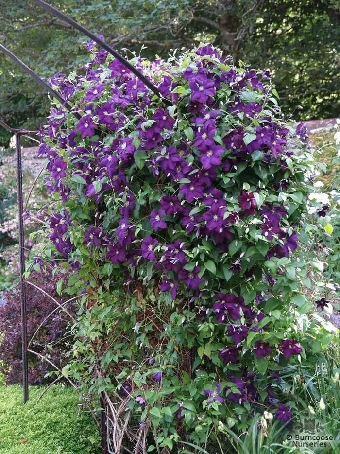Клематис фиолетовый фото Clematis 'Jackmanii Superba' from Burncoose Nurseries Large Flowered Summer Vari