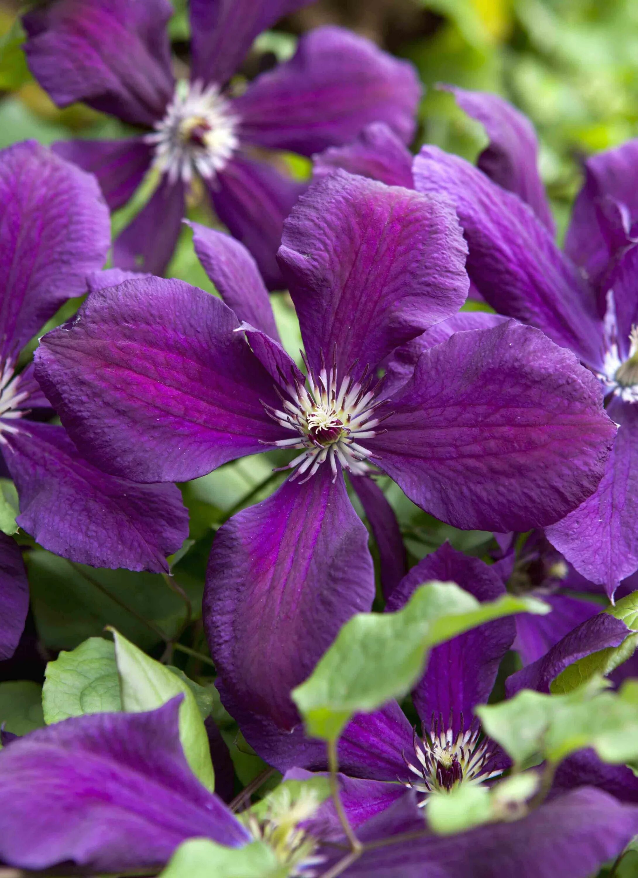 Клематис фиолетовый фото Clematis (Viticella Group) 'Kiev' Clematis, Clematis flower, Cottage garden plan