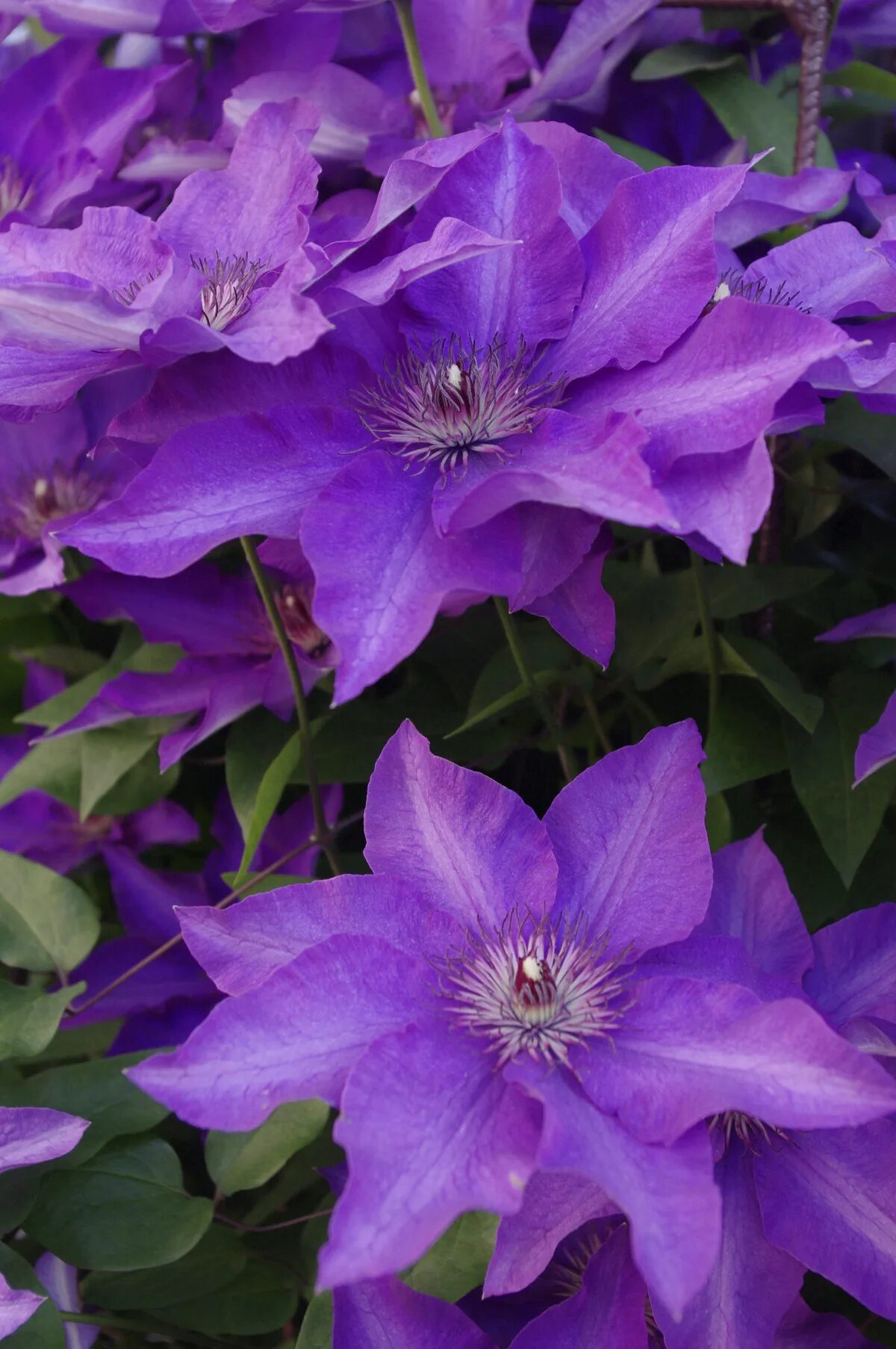 Клематис фиолетовый фото Free Images : nature, flower, petal, summer, flora, violet, clematis, flowering 