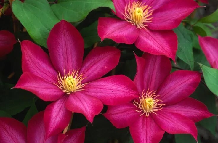 Клематис фламенко фото Clematis Bourbon- tolerates partial shade. Hardy to zone 4. Vine for fence. Clem