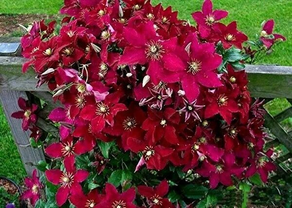 Клематис фламенко фото Pin by Moe Sakkaaki on Clematis Clematis, Red flowers, Climbing plants