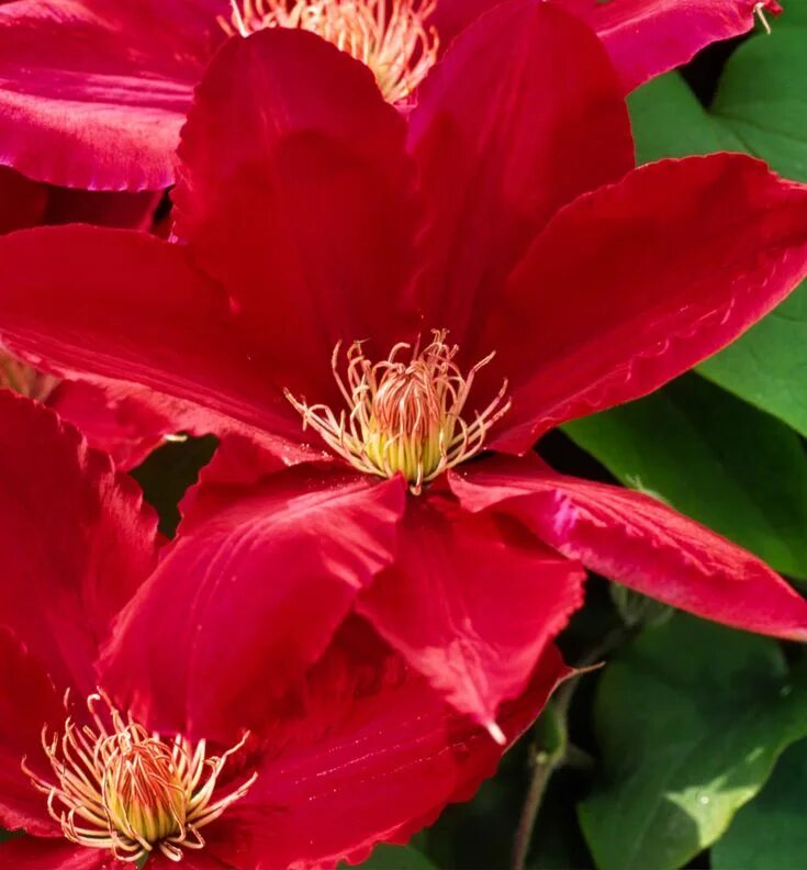 Клематис фламенко фото и описание сорта Rebecca Clematis Partial shade perennials, Clematis, Shade perennials