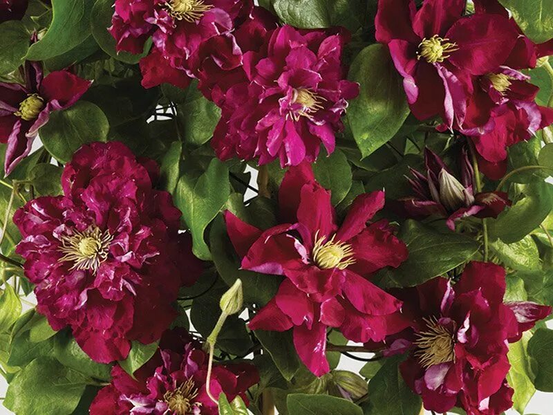 Клематис фламенко фото и описание сорта Guernsey Clematis Nurseries Charmaine ™ Evipo022 (N)