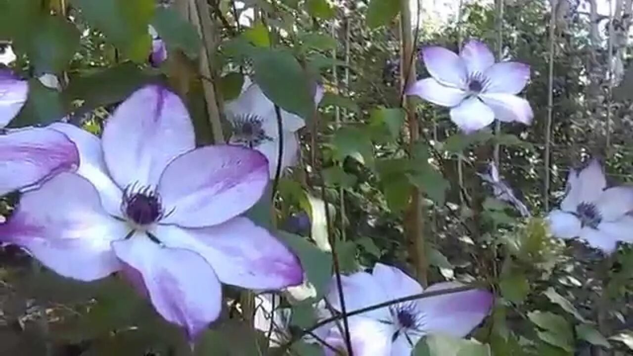 Клематис фонд меморис фото Clematis florida "Fond Memories" - YouTube