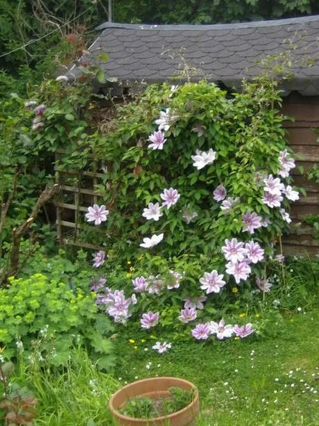 Клематис фонд меморис фото Clematis - Paperblog