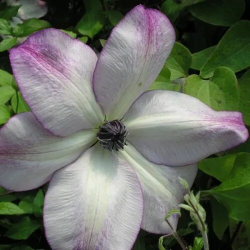 Клематис фонд меморис фото Giftaplant - CLEMATIS FOND MEMORIES