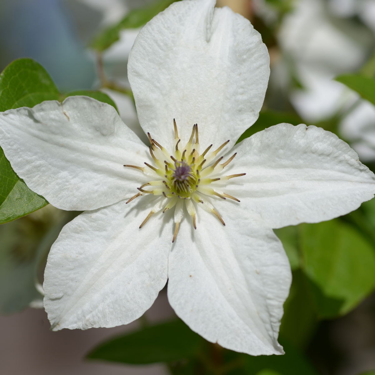 Клематис форевер френдс фото и описание Clematis 'FOREVER FRIENDS' Clematis 'FOREVER FRIENDS' online kaufen