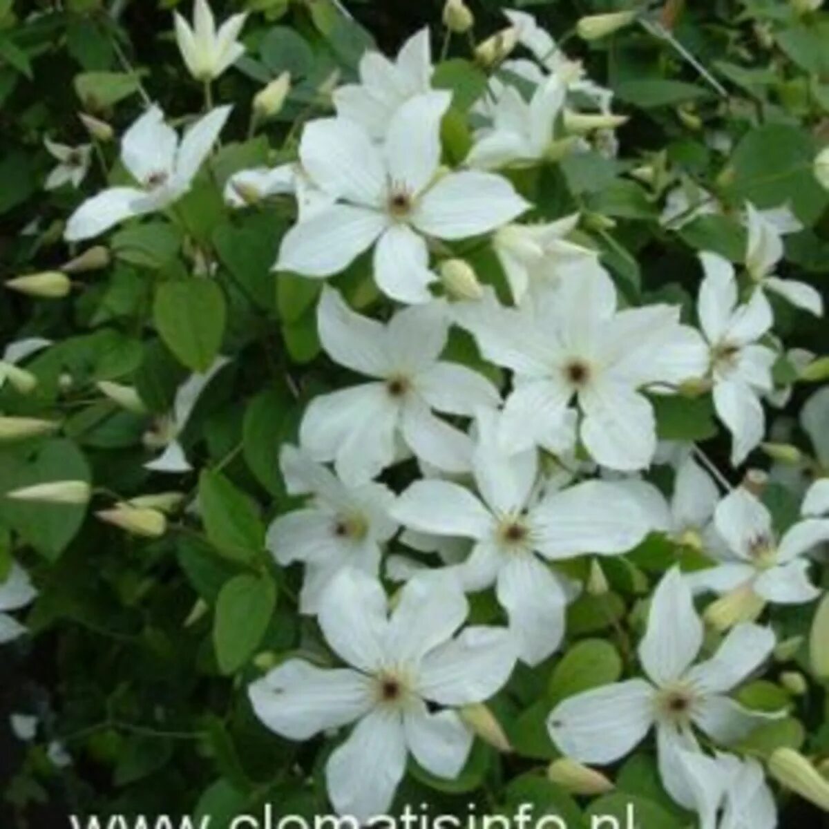 Клематис форевер френдс фото и описание Clematis 'FOREVER FRIENDS' Clematis 'FOREVER FRIENDS' online kaufen