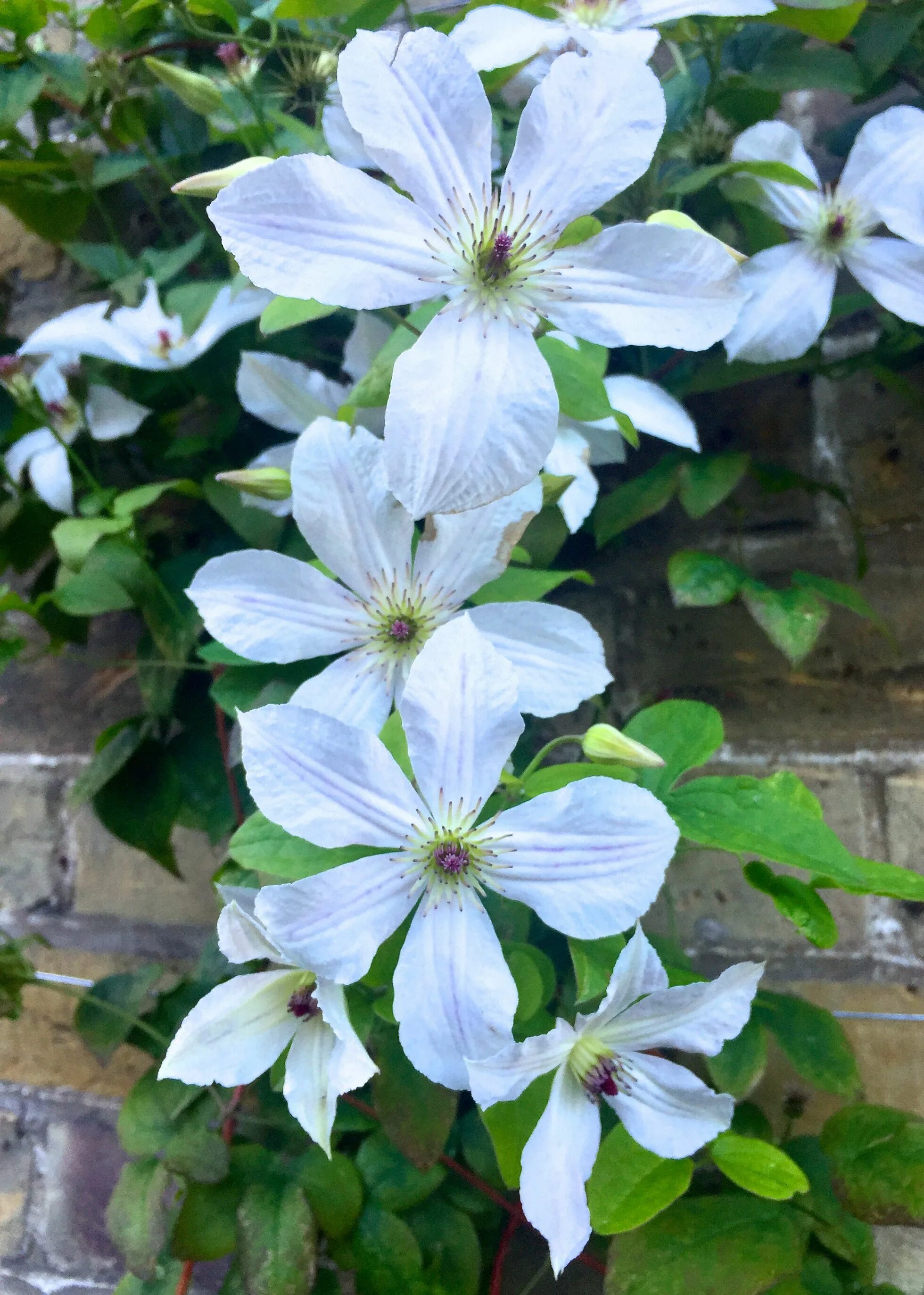 Клематис форевер френдс фото и описание Beautiful White Clematis Flowers