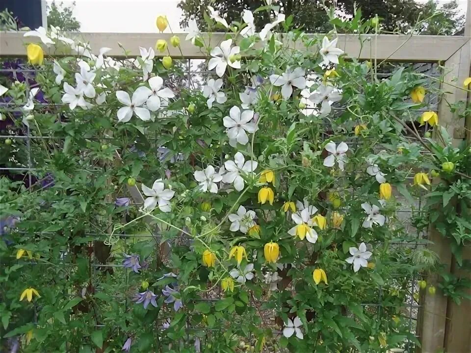 Клематис форевер френдс фото и описание Clematis Gallery 219 - International Clematis Society