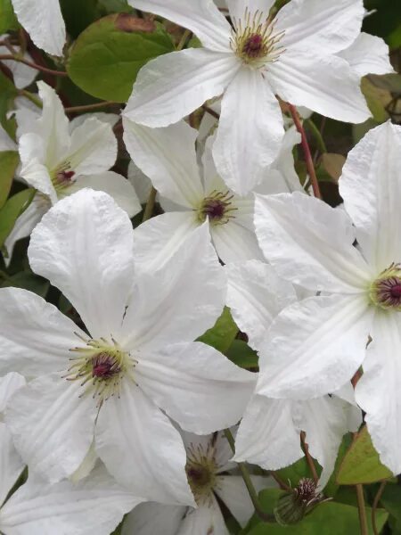 Клематис форевер френдс фото и описание Clematis Jackmanii Hybrids Henryi - Tesselaar 44E