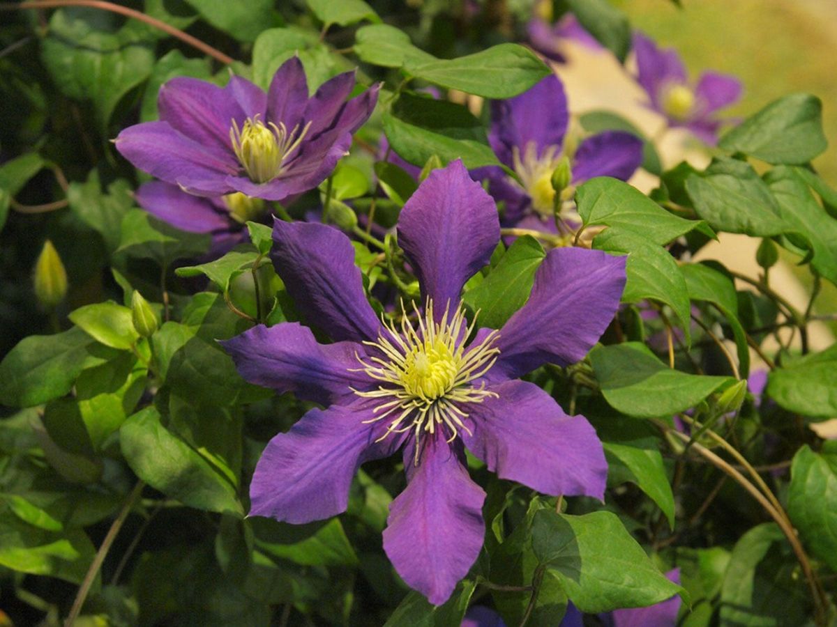 Клематис фото Clematis Plant Types - Popular Varieties Of Clematis For Gardens Gardening Know 