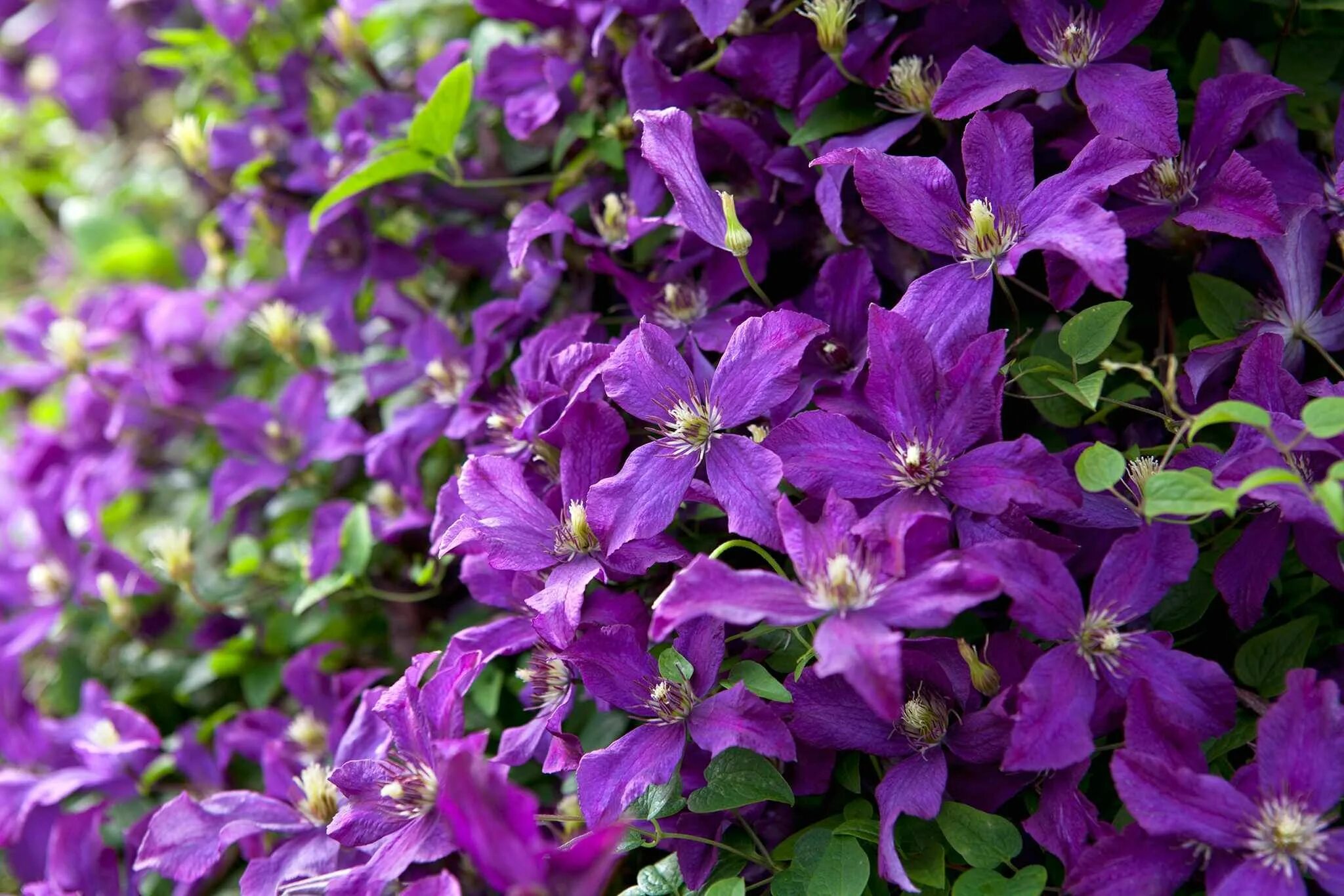 Клематис фото Clematis 'Polish Spirit' Clematis, Clematis varieties, Plants to attract humming