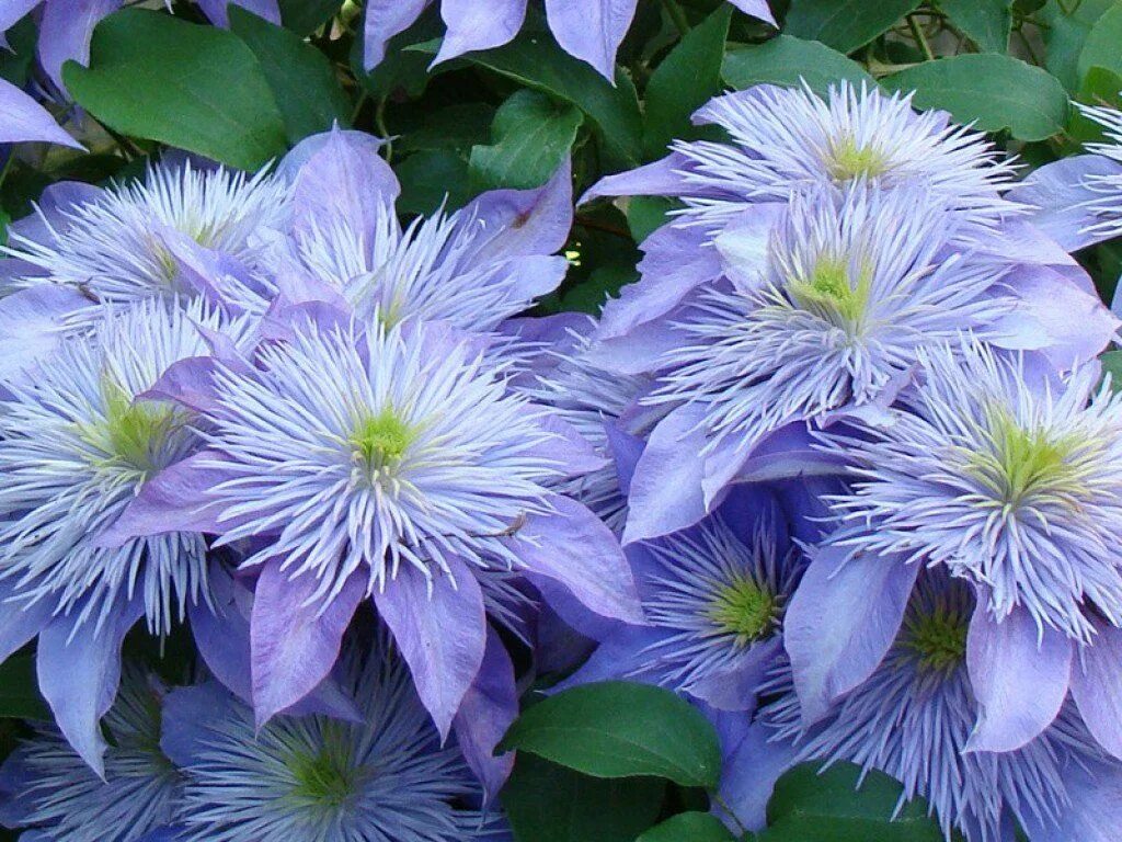 Клематис фото How to Grow Healthy, Abundantly Blooming Clematis Flowers Clematis flower, Clema