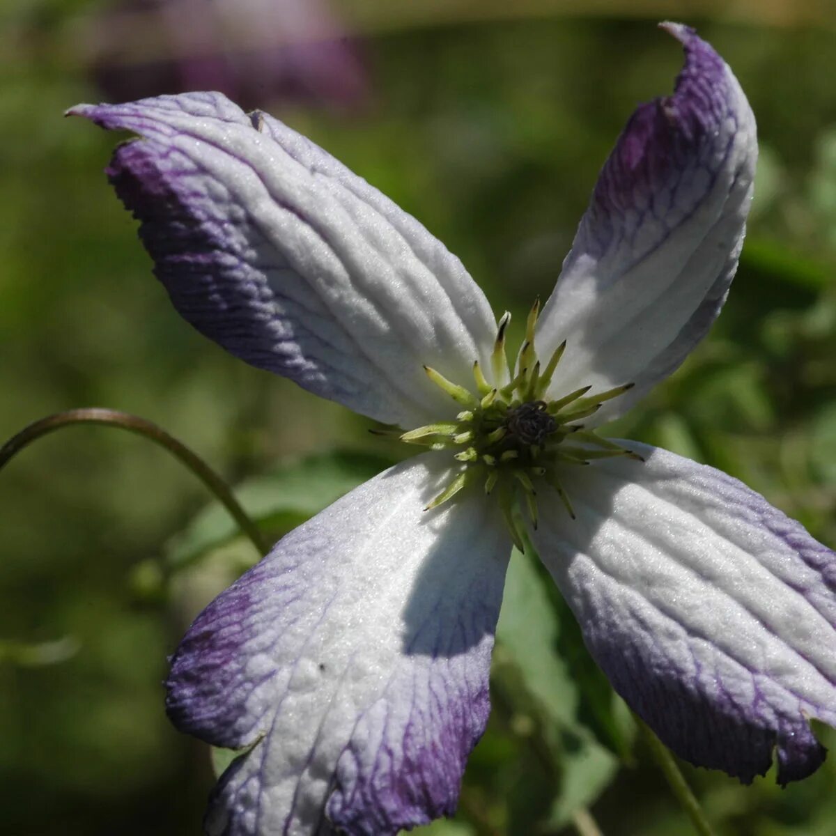 Клематис фото ай эм леди Clematis I AM LADY J Clematis I AM LADY J online kaufen