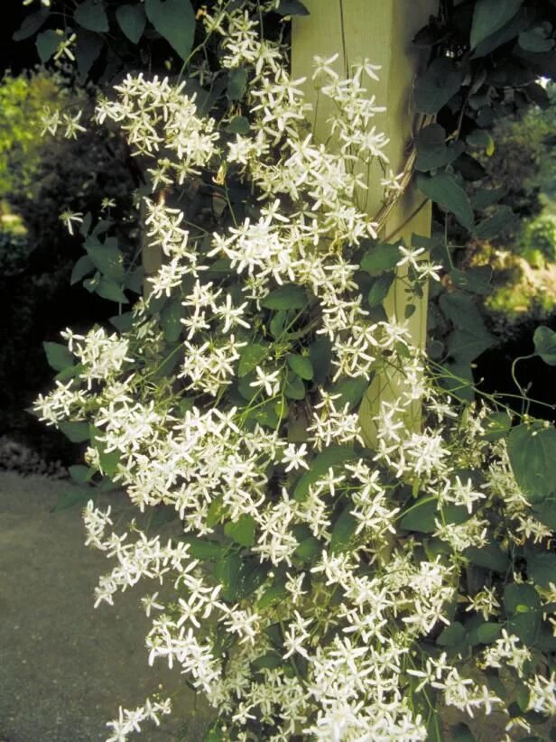 Клематис фото белый мелкие 13 Flowering Vines for Year-Round Color Sweet autumn clematis, Autumn clematis, 