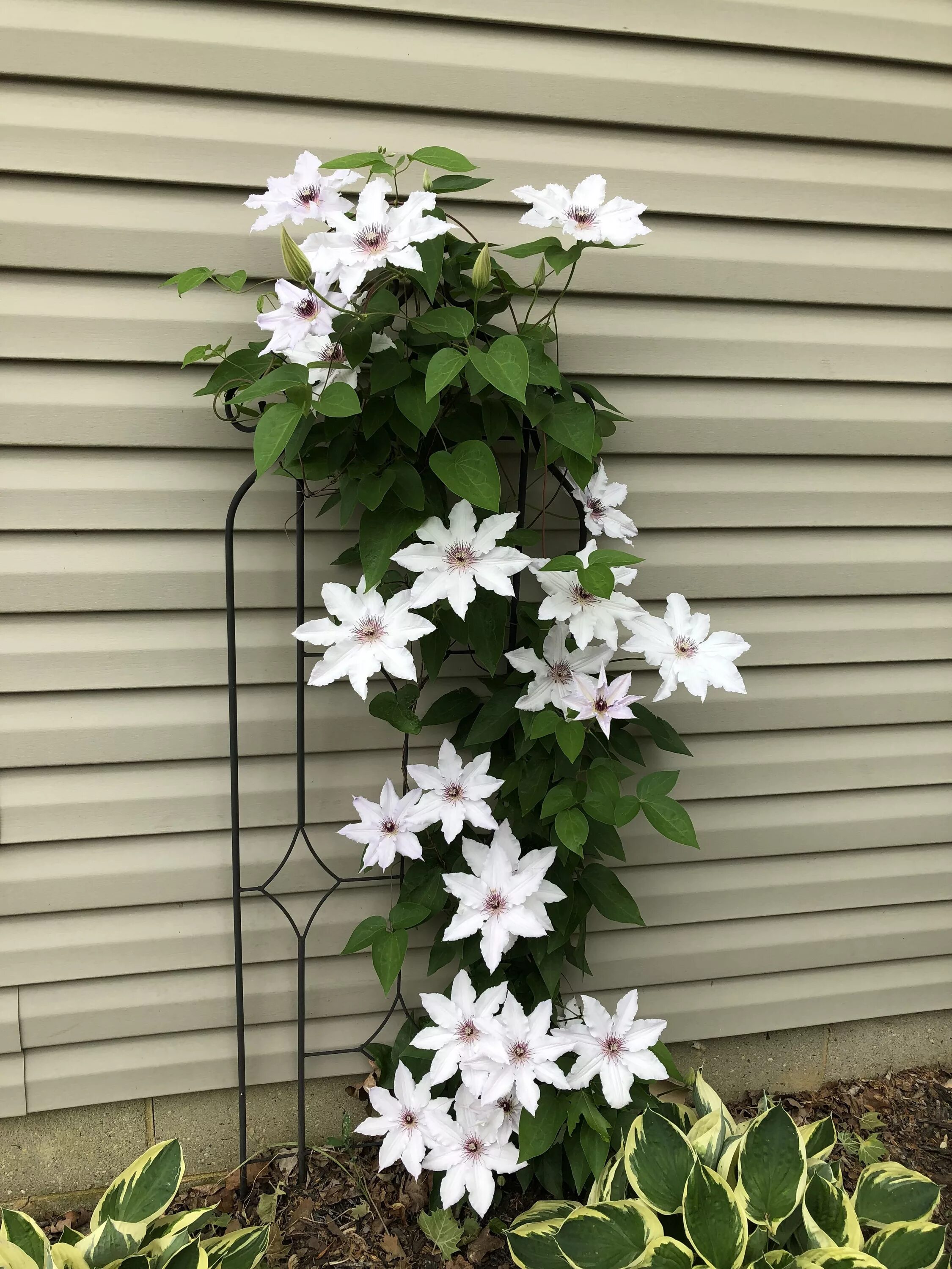 Клематис фото белый мелкие Clematis vine Container flowers, Clematis flower, White clematis