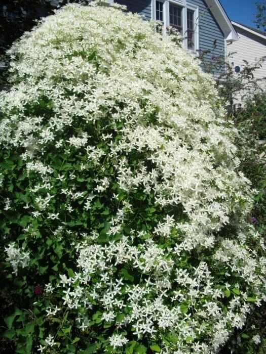 Клематис фото белый мелкие Клематис Terniflora(Maxim) Клематисы. Декоративноцветущие луковицы, рассада и са