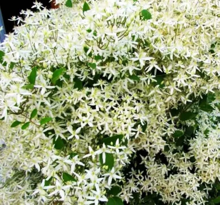 Клематис фото белый мелкие Клематис жгучий Белое облако купить саженцы в интернет магазине Сады-Эдема