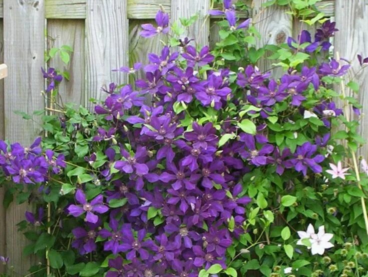 Клематис фото и описание посадка Clematis schneiden: Welcher ist der richtige Zeitpunkt und wie wird es gemacht? 