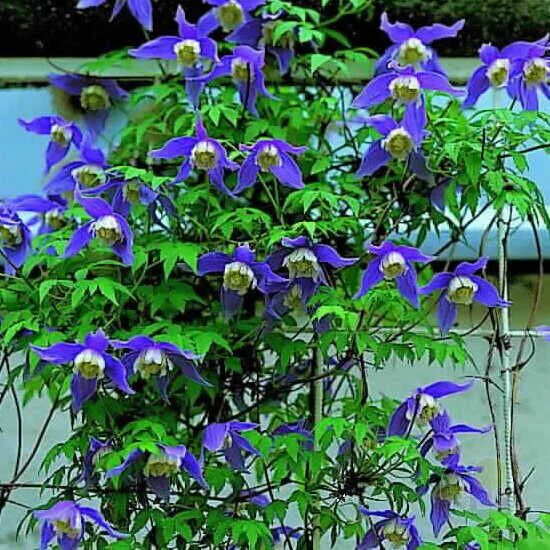 Клематис frances rivis фото и описание Клематис Фрэнсис Ривис (Clematis Frances Rivis) купить в Москве по низкой цене и