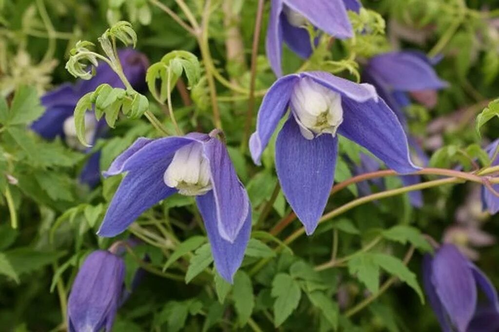 Клематис frances rivis фото и описание Clematis alpina 'Frances Rivis' Lens Roses