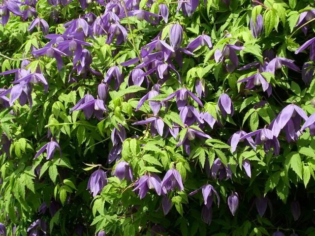Клематис frances rivis фото и описание Powojnik alpejski (Clematis alpina) Frances Rivis Encyklopedia Roślin