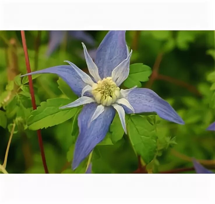 Клематис frances rivis фото и описание Clematis alpina Frances Rivis und andere Rosen kaufen Sie günstig im Online-Shop