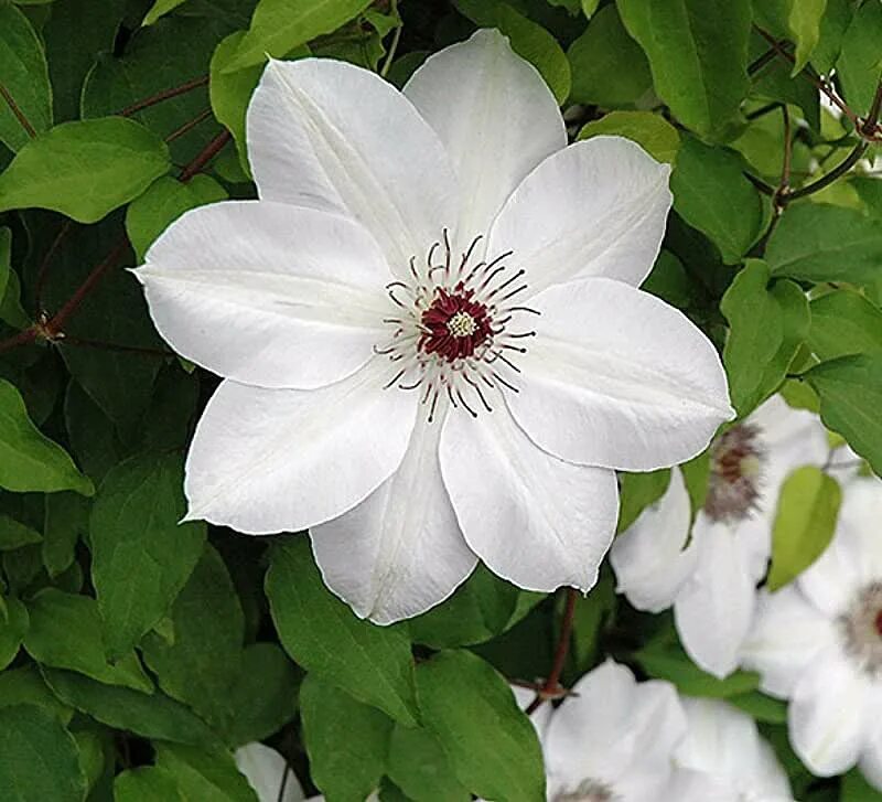 Клематис фую но таби фото Amazon.com: Clematis For Shade