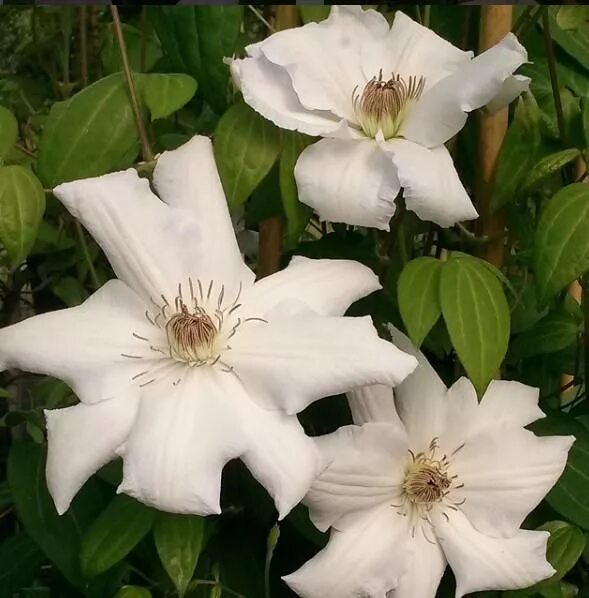 Клематис фую но таби фото и описание Clematis Fuyu-no-tabi Clematis, Summer flowers, Bloom