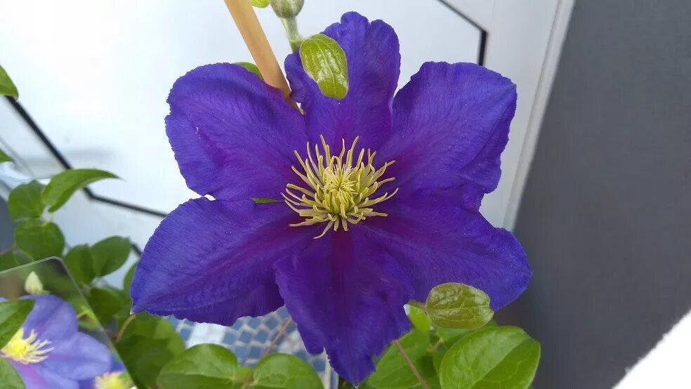 Клематис генерал сикорский фото и описание Clematis 'Generał Sikorski' - Powojnik polska odm. - 7427996212 - ofic