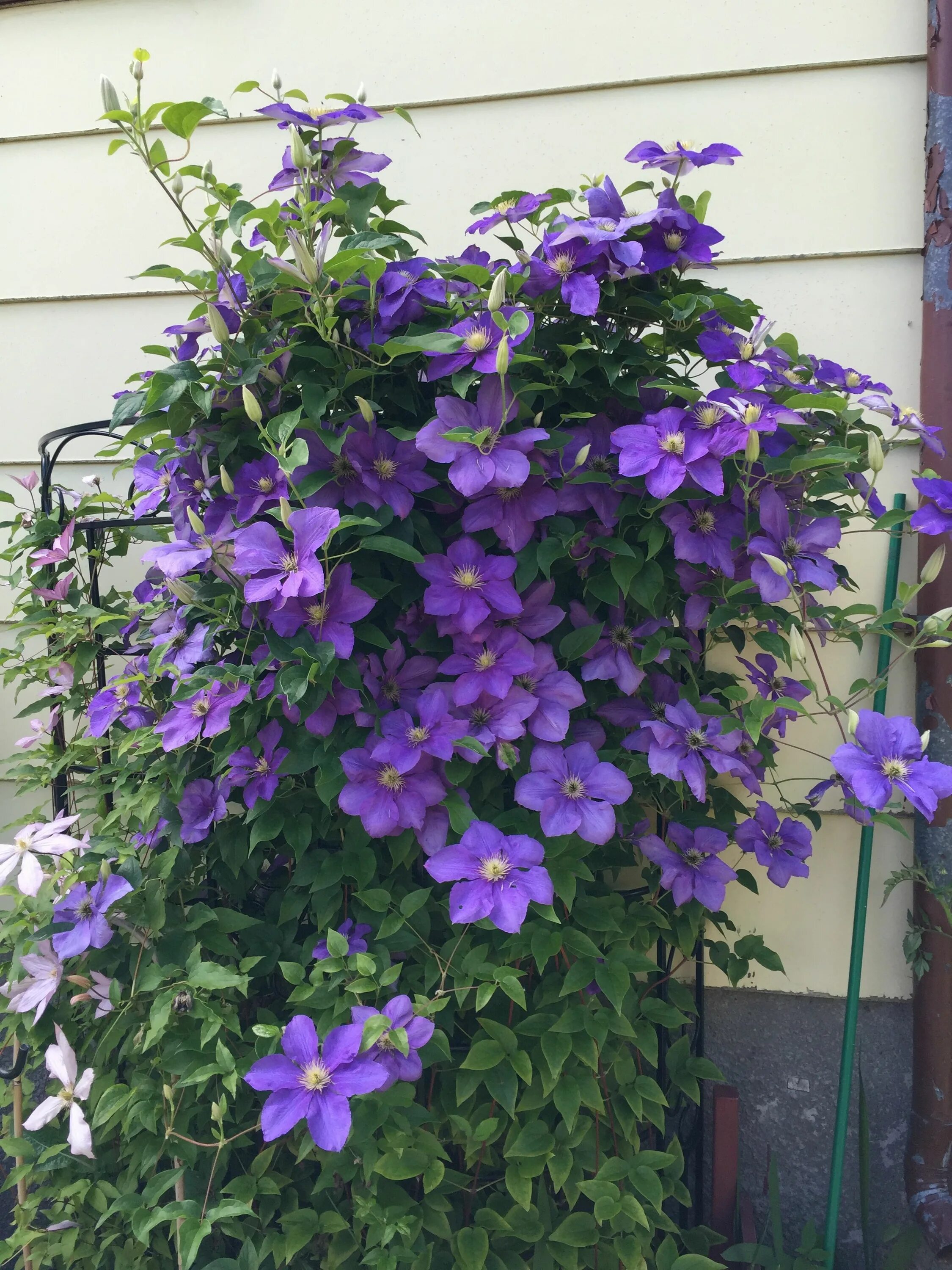 Клематис генерал сикорский фото и описание General Sikorski Clematis Flower garden, Clematis, Sun garden