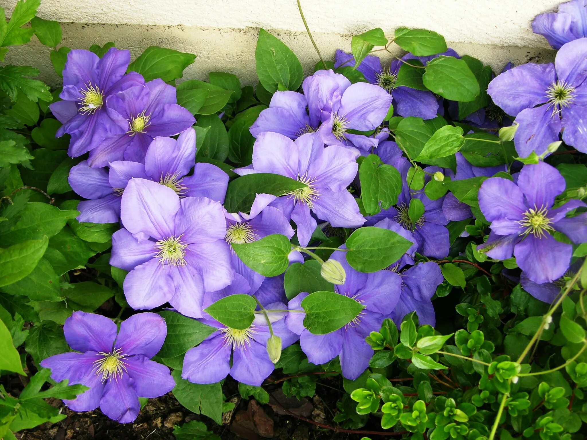 Клематис генерал сикорский фото и описание clématite général sikorski ou clematis bleue Ogród