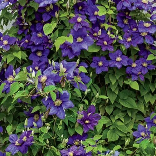 Клематис генерал сикорский фото и описание General Sikorski Clematis Clematis vine, Clematis, Deer resistant perennials