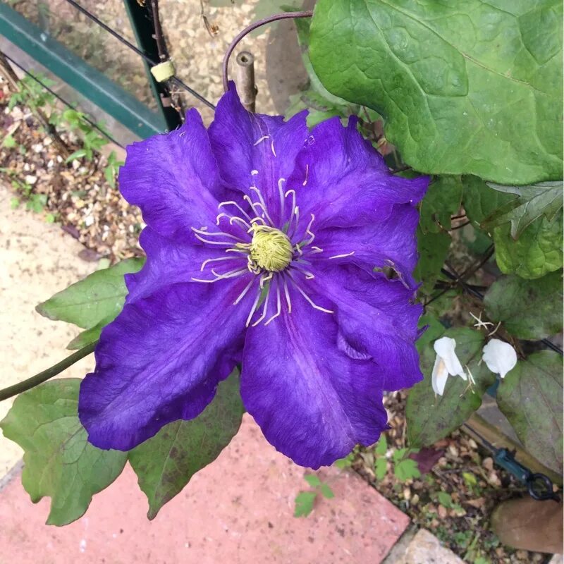 Клематис генерал сикорский фото и описание Clematis 'General Sikorski', Clematis 'General Sikorski' - uploaded by @shelleyB