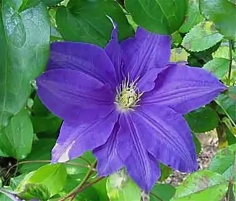 Клематис генерал сикорский фото и описание Des clématites hybrides à grandes fleurs - Arrosoirs et Sécateurs Garden, Plants
