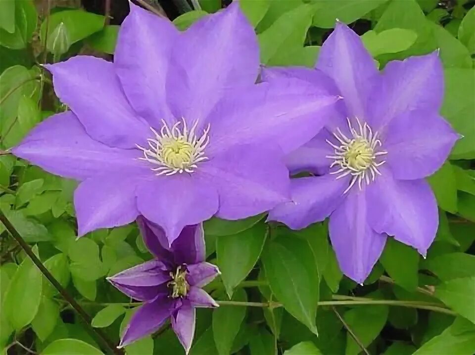 Клематис генерал сикорский фото и описание Clematis General Sikorski, Large Flowered Clematis - Brushwood Nursery, Clematis