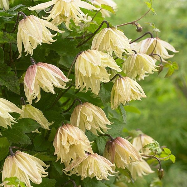 Клематис голден сюрпрайз фото и описание Clematis koreana 'Amber ('Wit141205') (PBR)' - RHS Chelsea Flower Show Plant of 