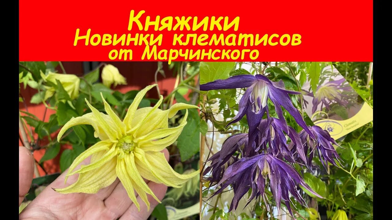 Клематис голден сюрпрайз описание фото отзывы Clematis 'Golden Surprise", Clematis "Blue Surprise". Клематисы (княжики-новинки